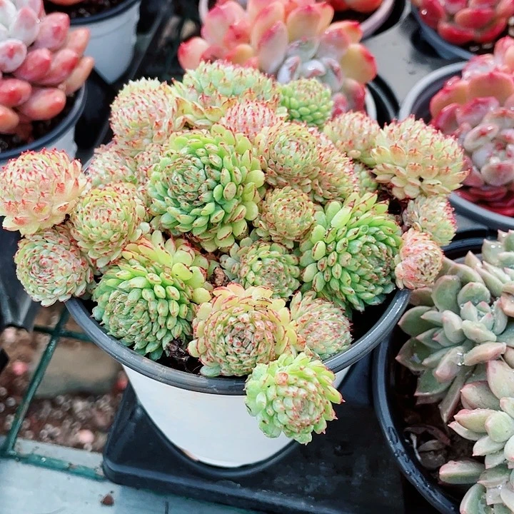 小红衣28一盆55885666668