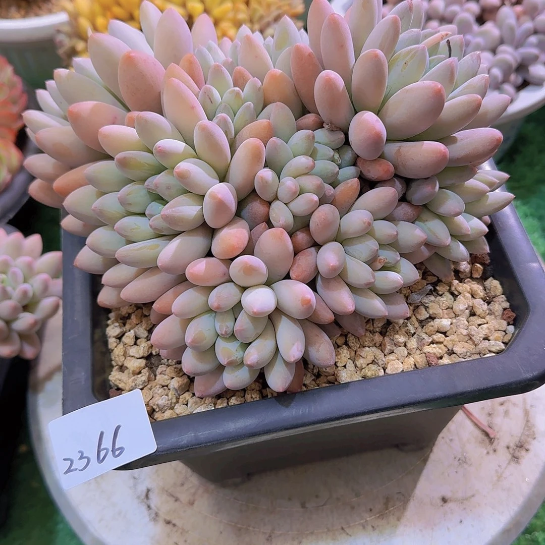 糖**?2366杂交多肉植物
