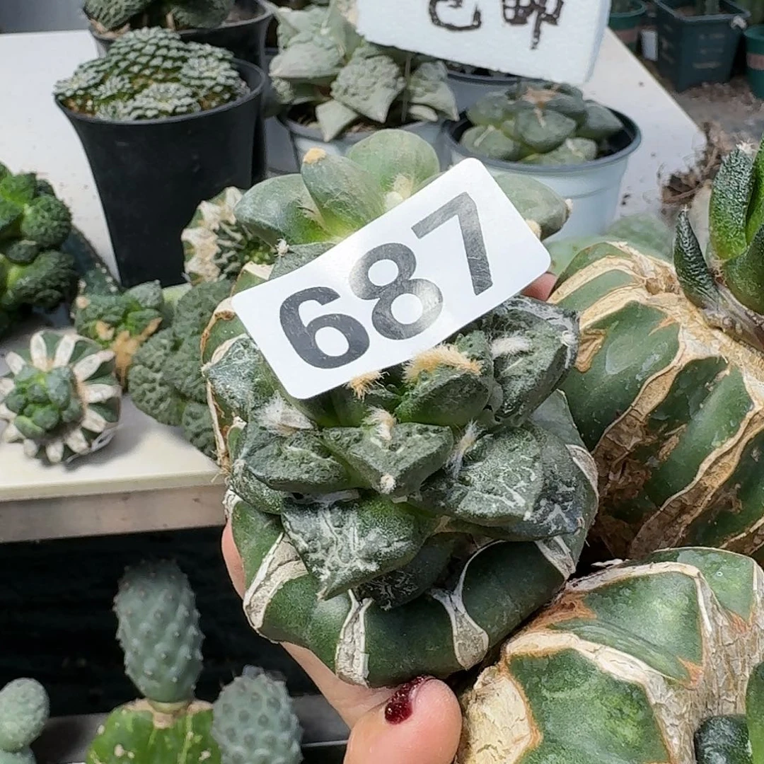 【闪购商品】无花朵赢**来四颗牡丹687