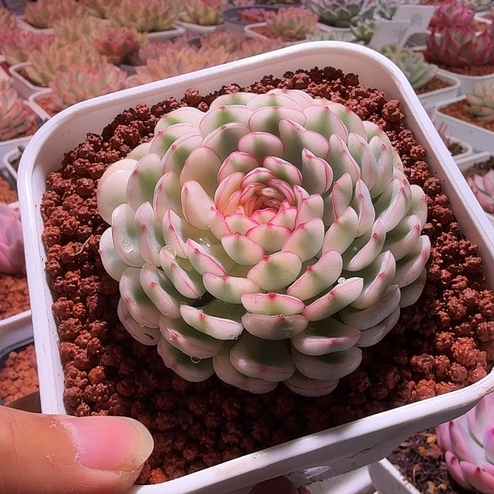 梦幻玫瑰锦多肉植物