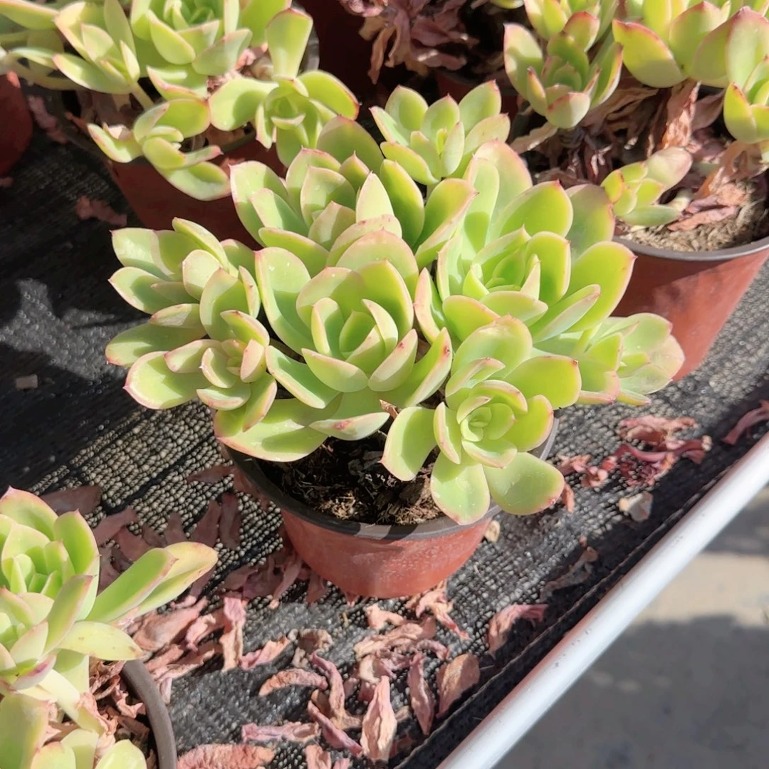 无花朵金辉有砍群生