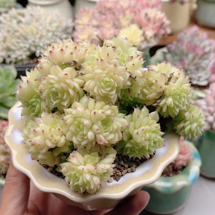 594 韩麦 带陶瓷盆发货 满28包邮