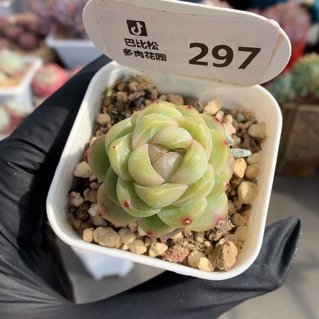 297 翡翠珍妮糖心