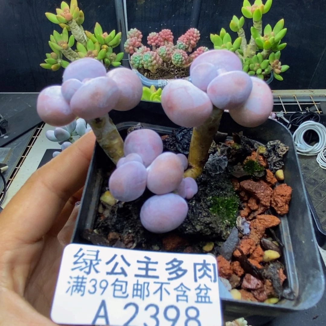 398橙奶多肉肉5c m