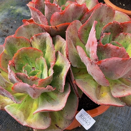 半**～初吻群30040