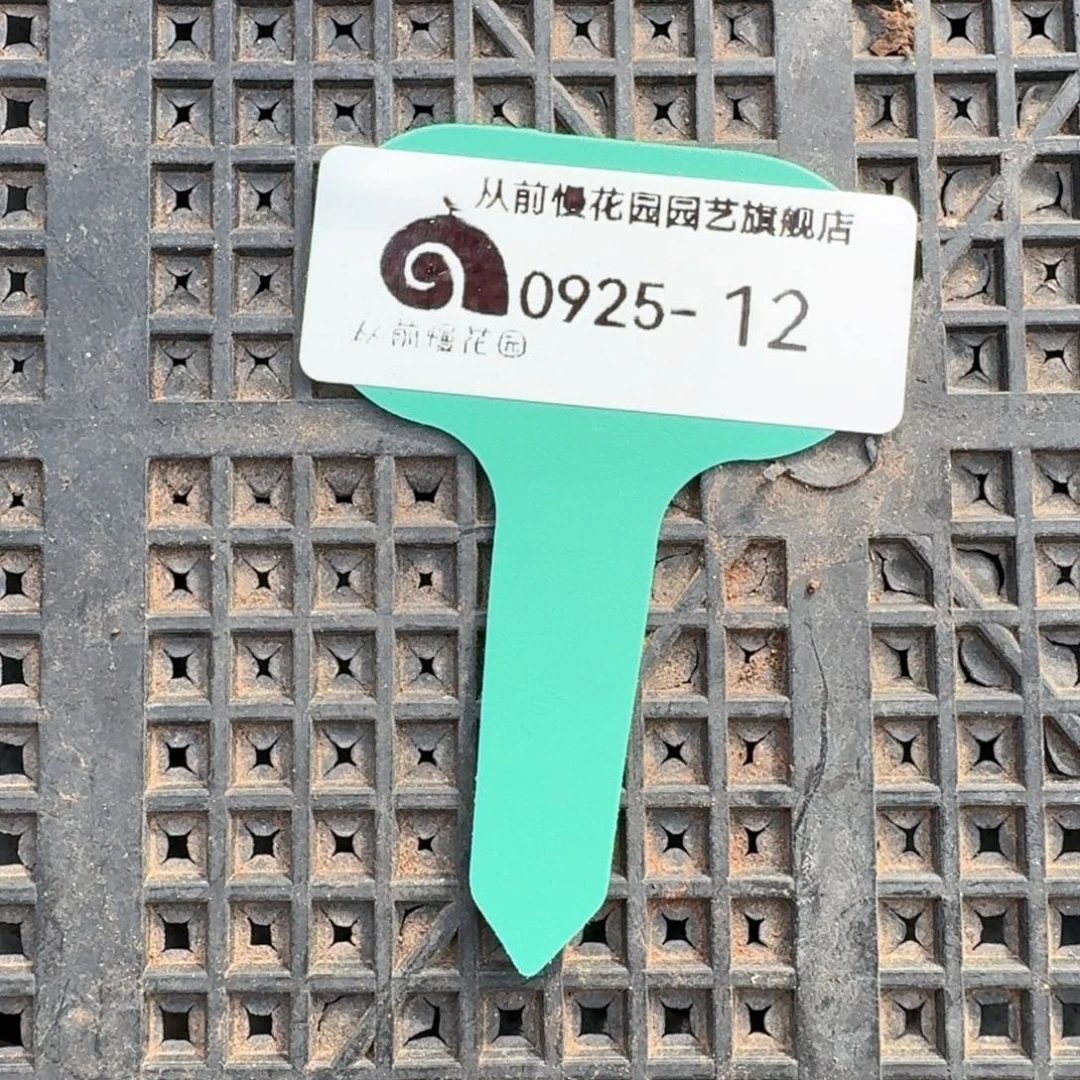 从前慢多肉精选编号0925.12