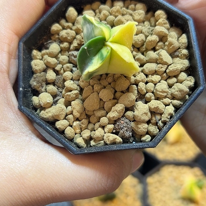 实生鸾凤玉锦2.2公分带盆