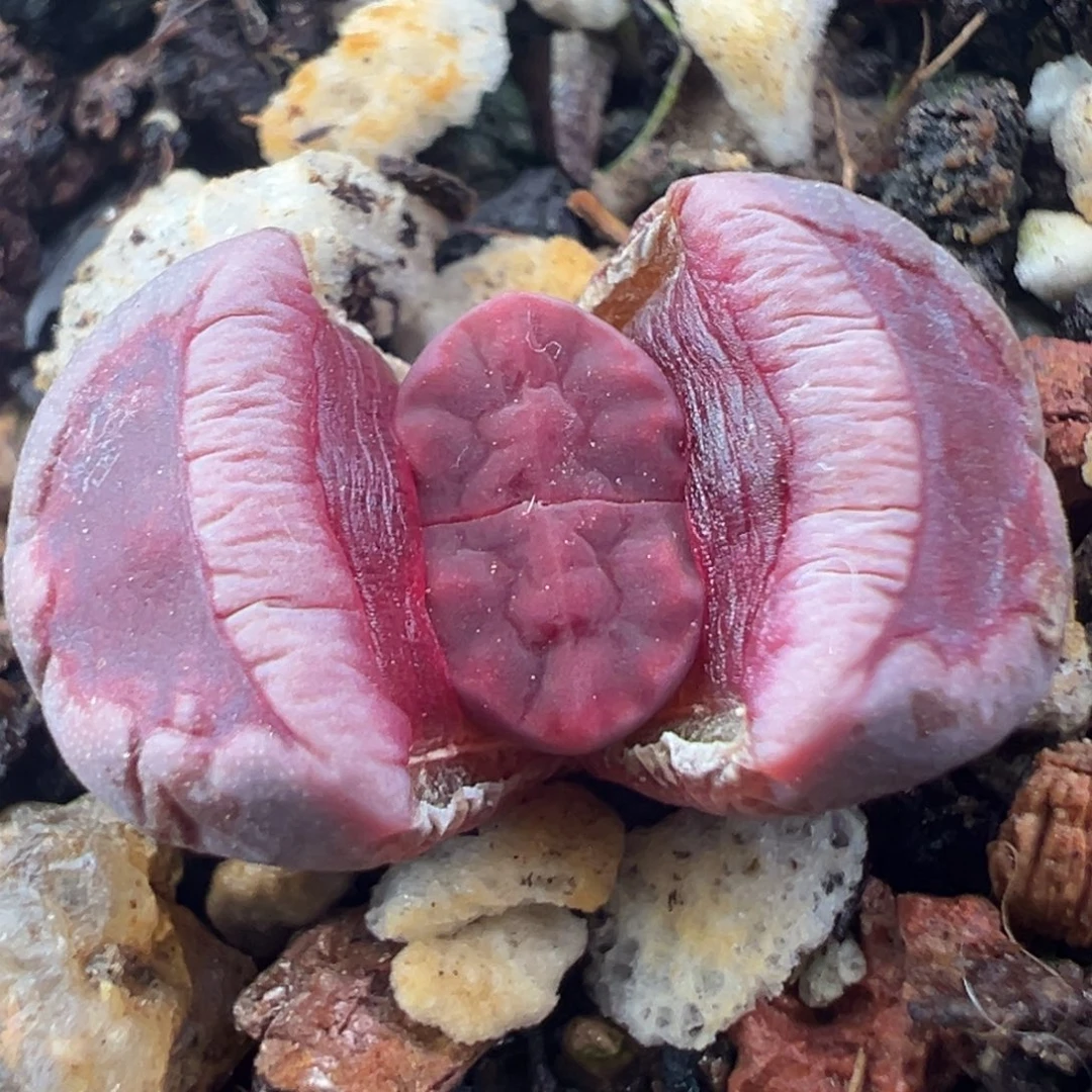 12.7好看的多肉脱土发货310