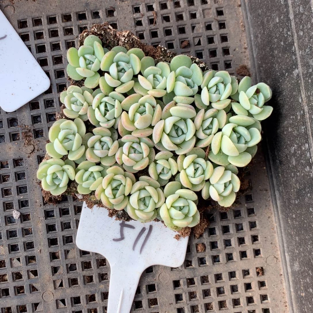 511七妹播种切糕糖心珍妮