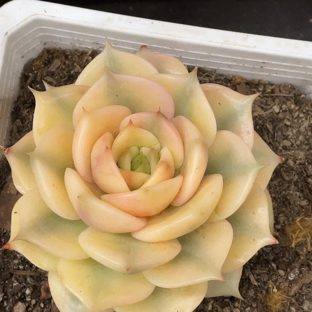 单头贝加尔湖锦一颗