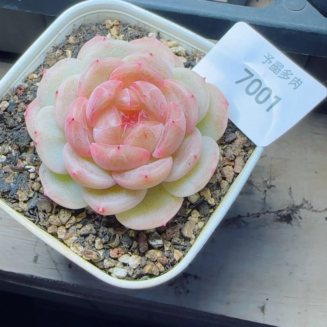 甜心，7001多肉植物