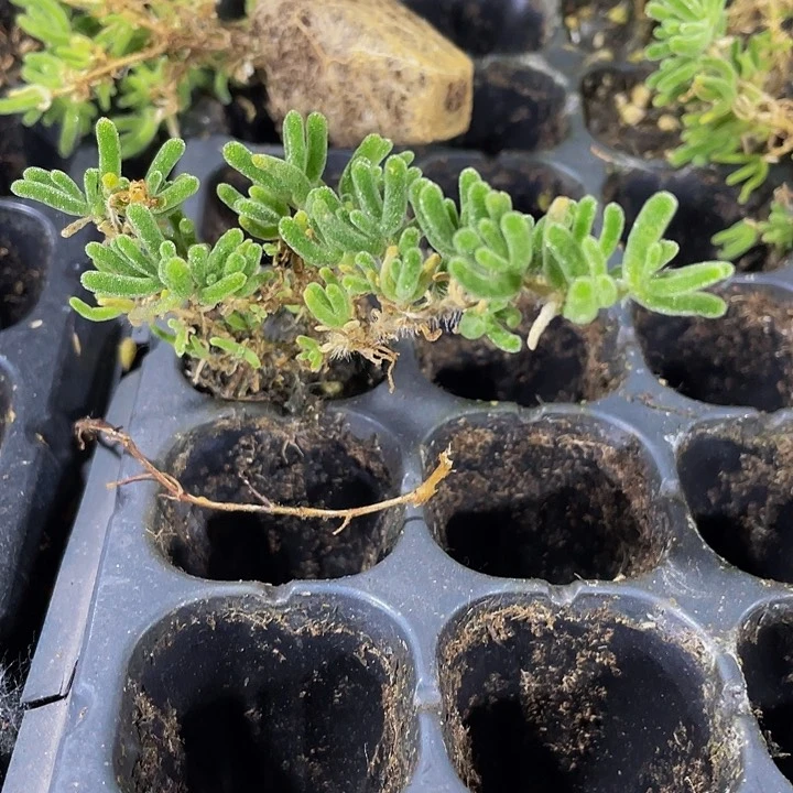 小枝干翻杏1元带土发