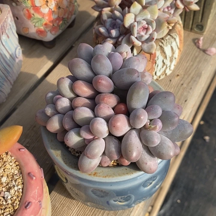 自然群胖体汤圆，12134664