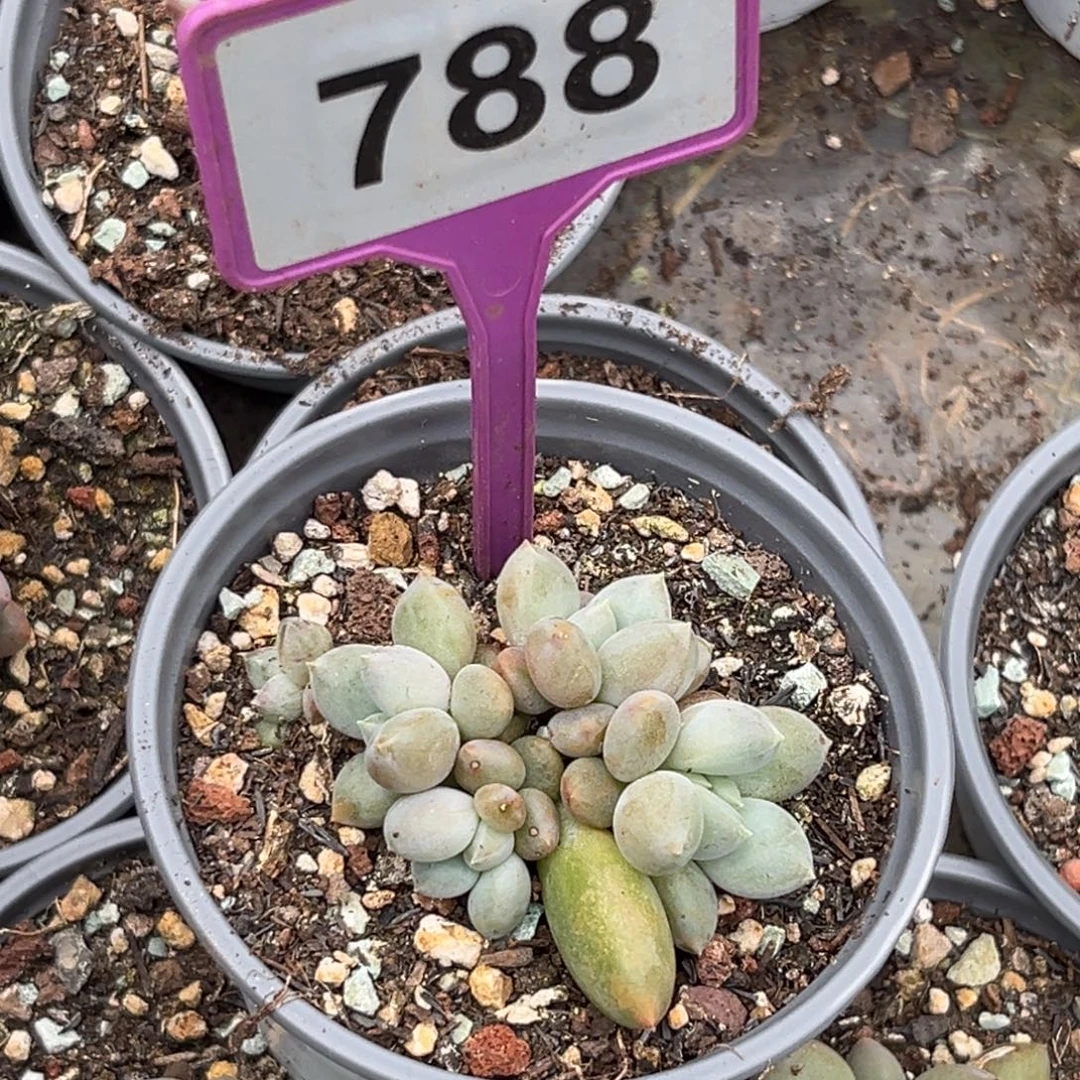 多肉植物胖体哥特788