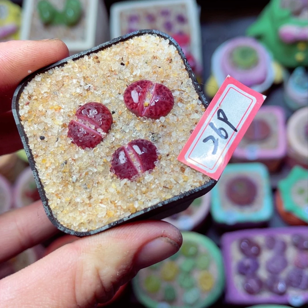 269生石花带盆发