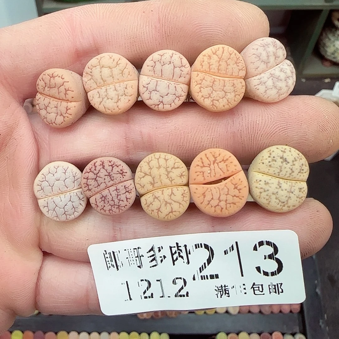 满满18包邮1212-213