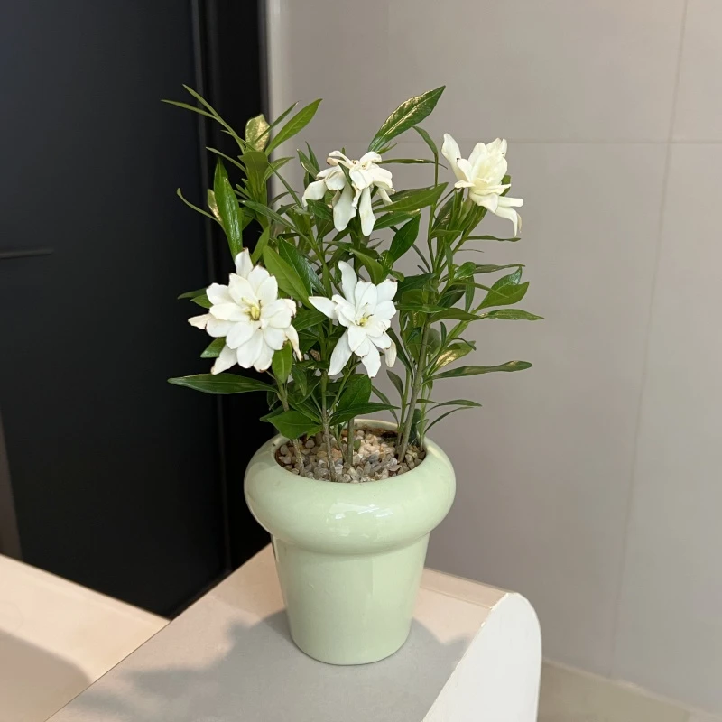 栀子花盆栽带花苞家居四季开花观花植物室内好养的常年开花卉盆栽