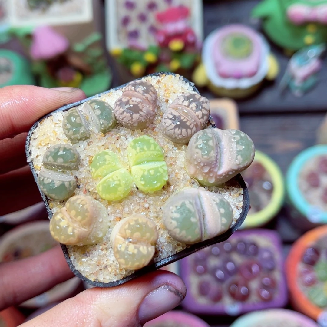 611生石花带盆发