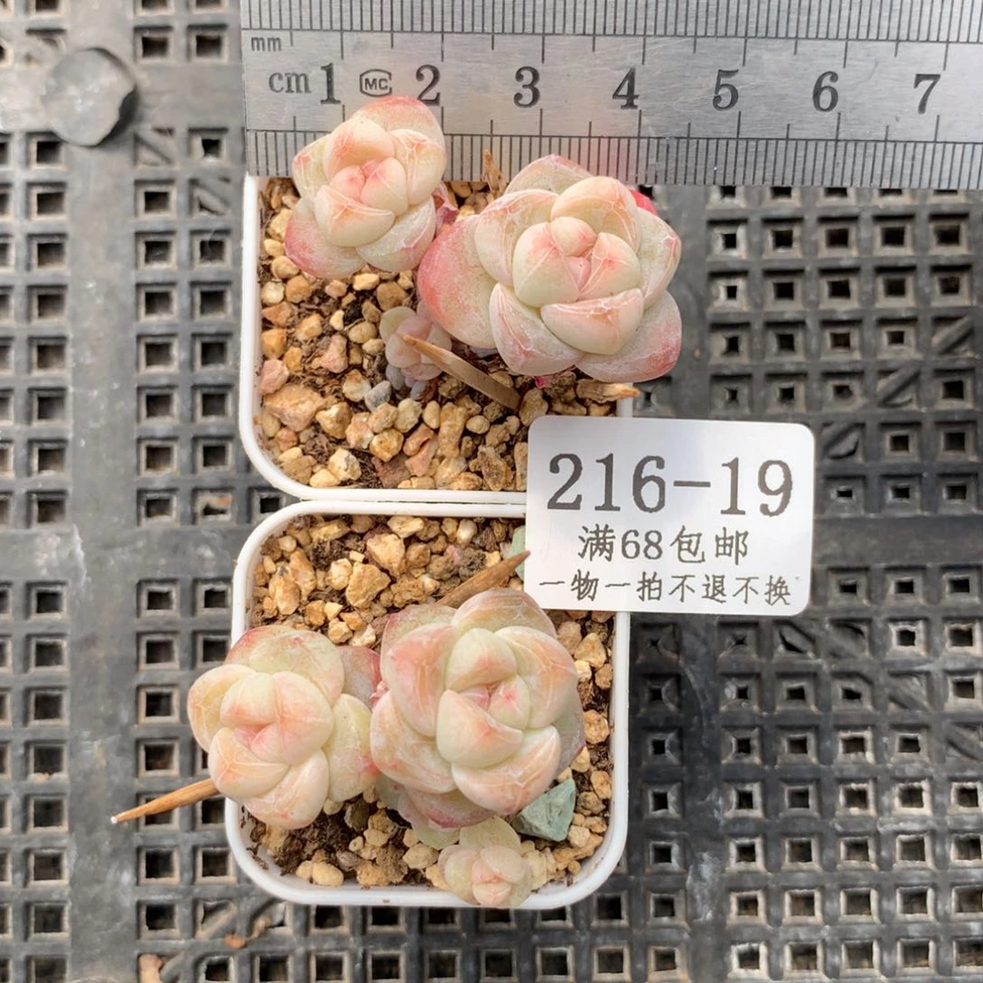 斯**?19。长腿小脸冰玉25+45。