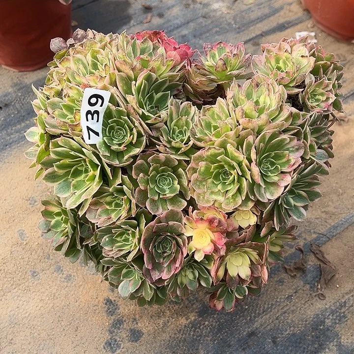 有断枝特价海王朵朵739