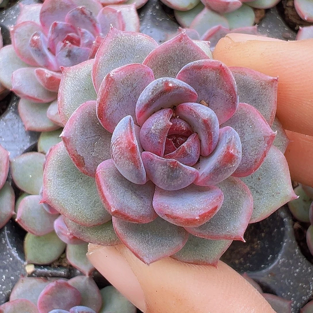 蓝莓苗3颗多肉植物