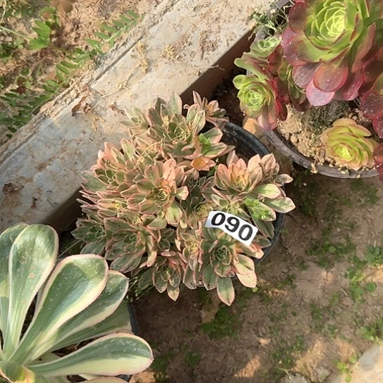 多肉植物甜茶090号