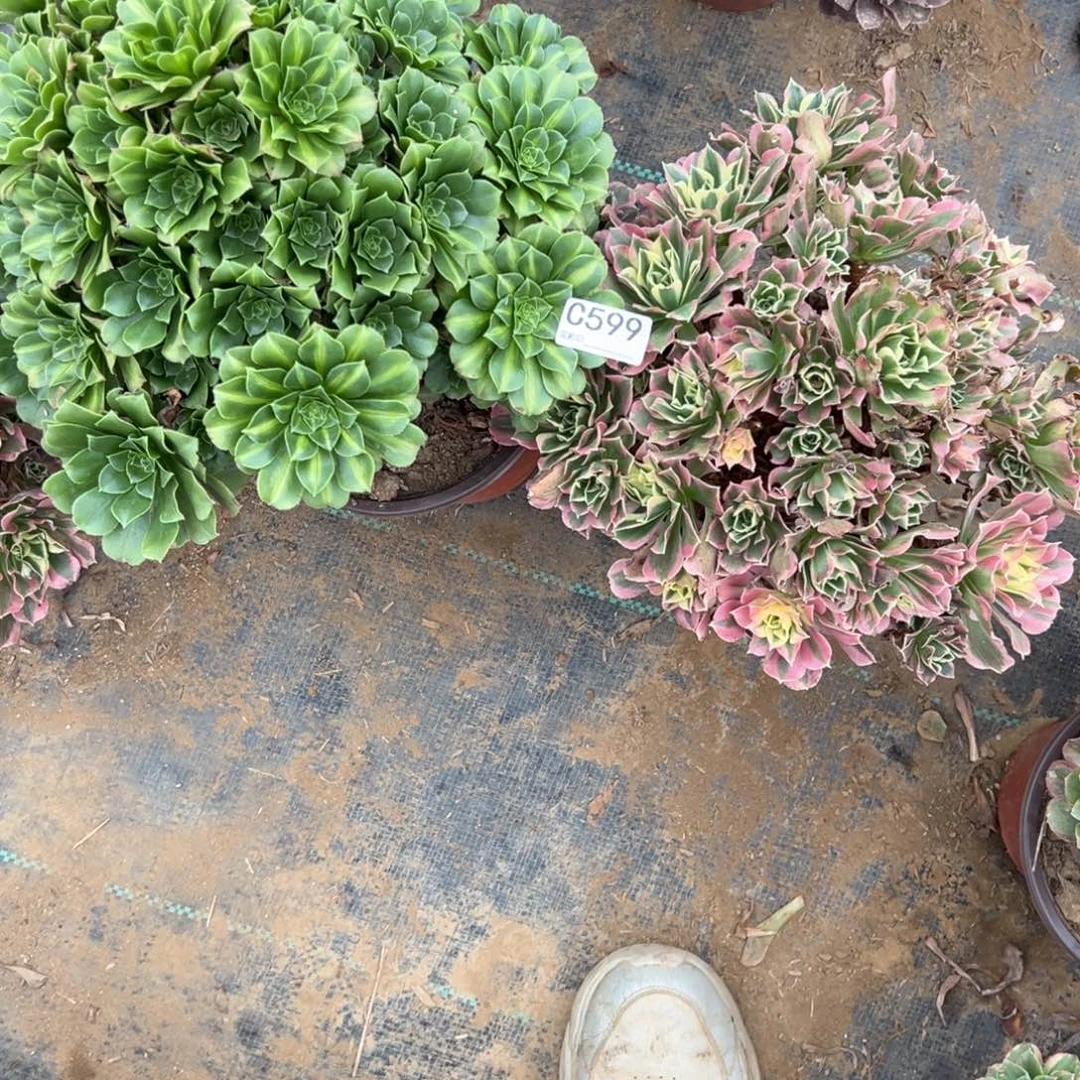 维***维599两颗组合多肉植物法师