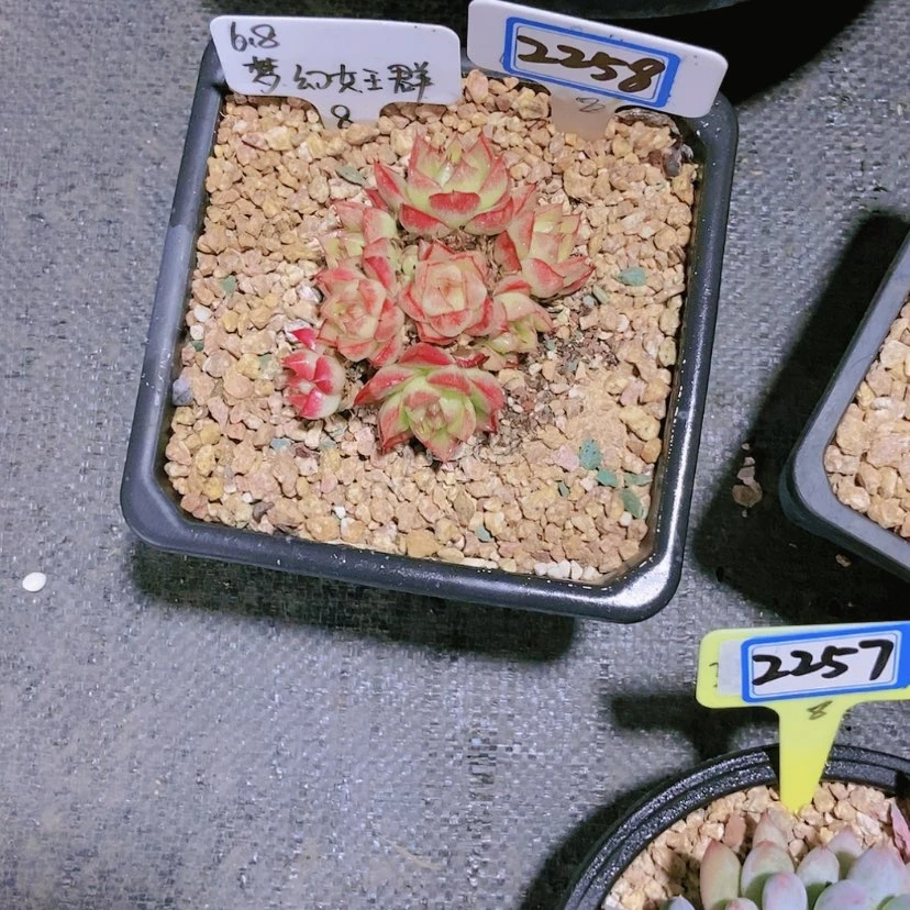 【闪购商品】蓦*然2258
