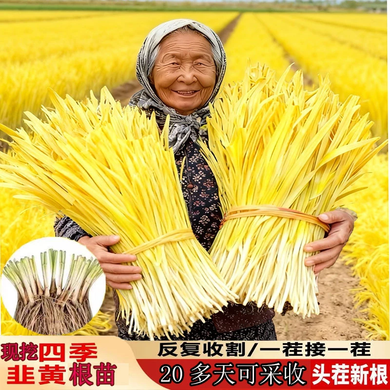 韭黄根秧苗四季黄韭蔬菜苗四季根阳台盆栽南方北方种韭菜种子根苗