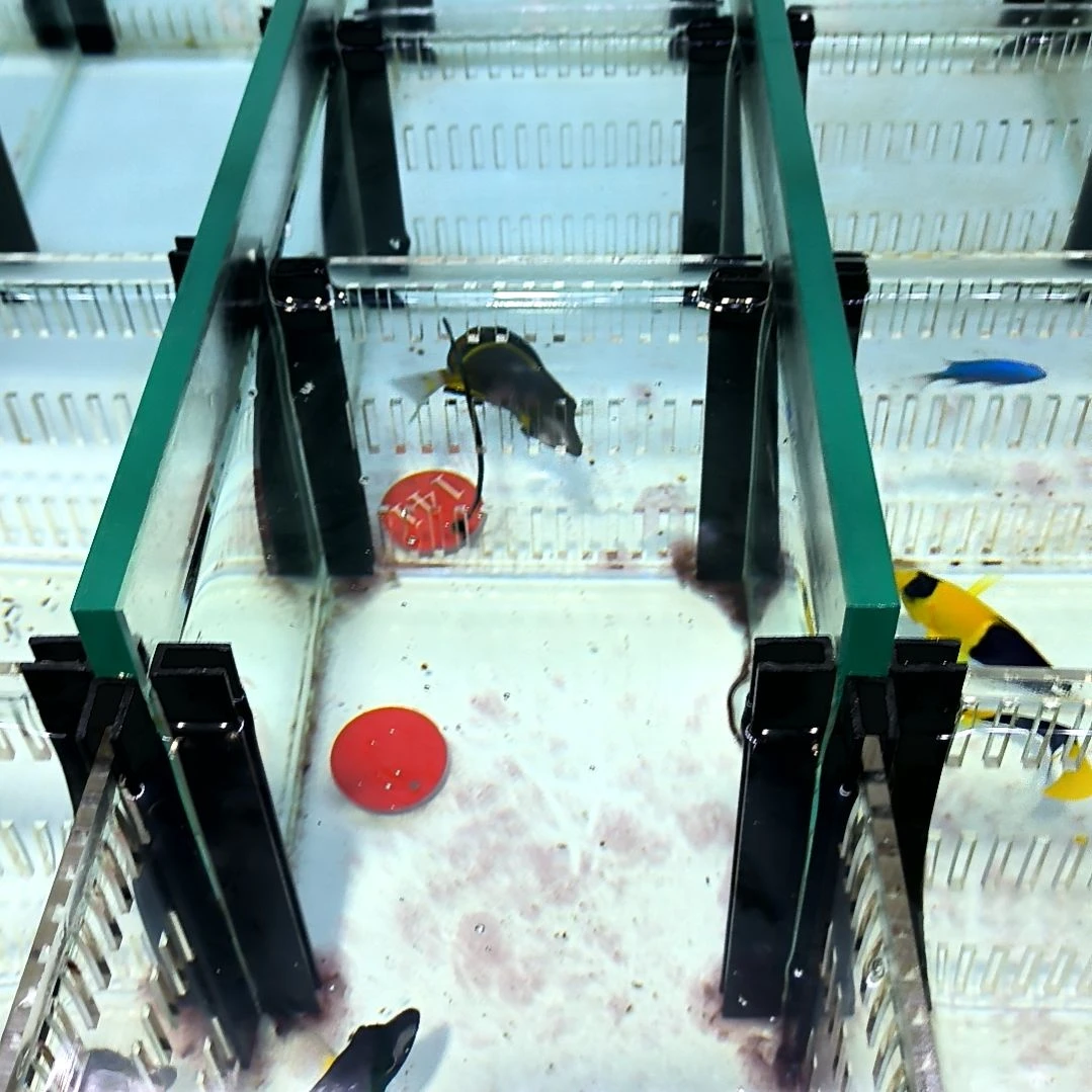 海水鱼七彩7+/10-108-141/109