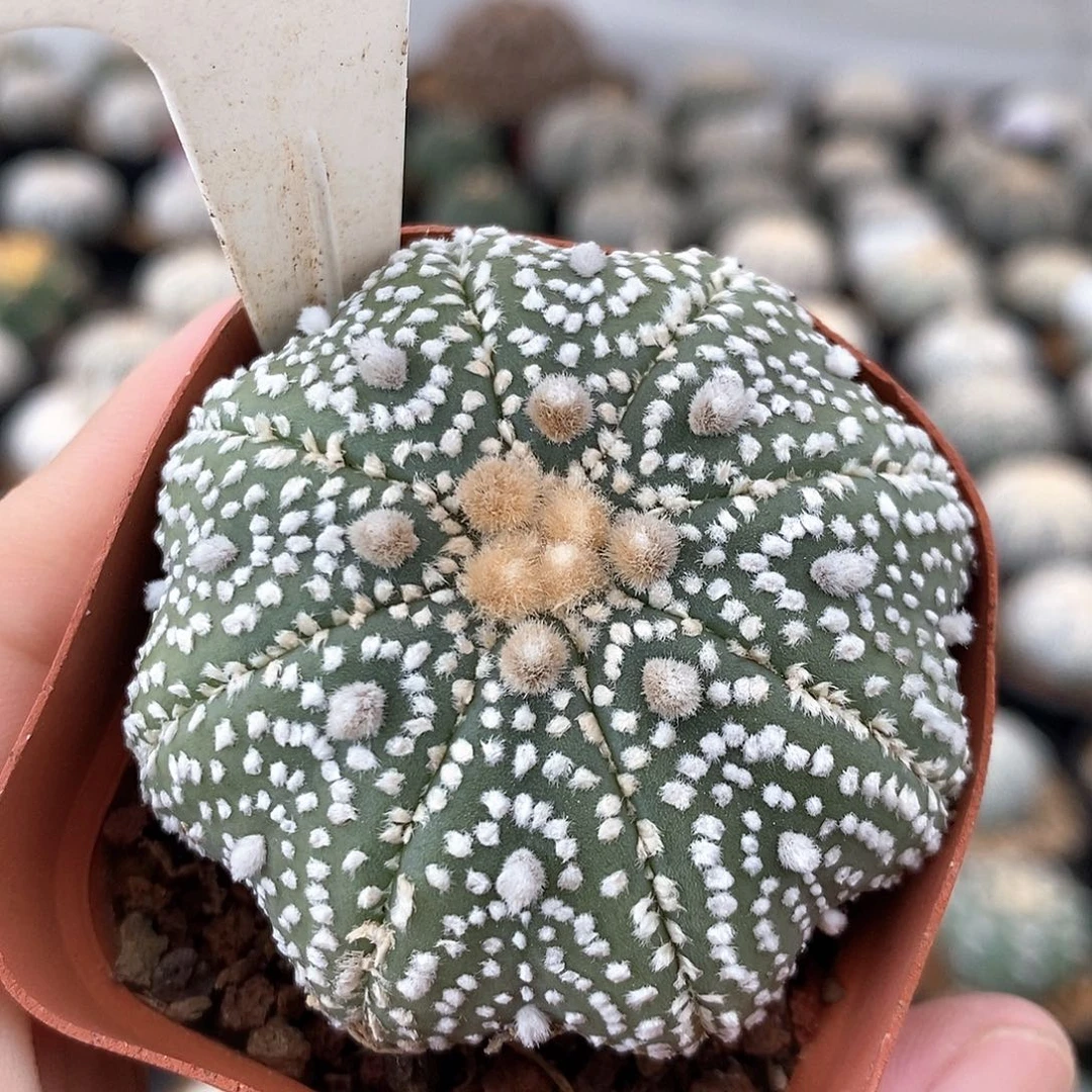 198海星兜系列产品