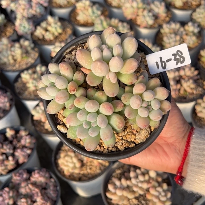 S****麻16-38糖豆小鹿