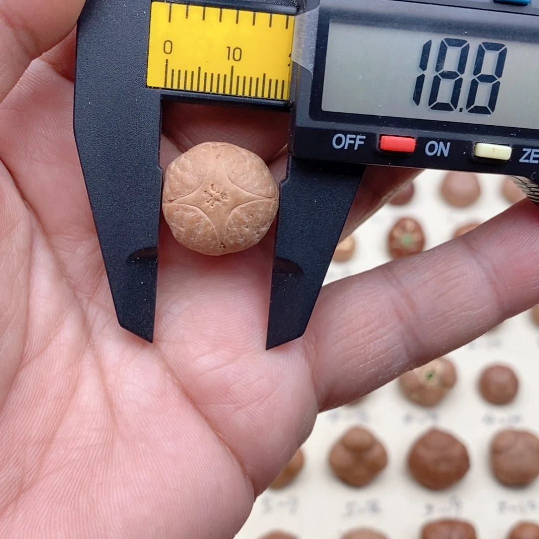 龙眼菩提吊坠开播福利麒麟