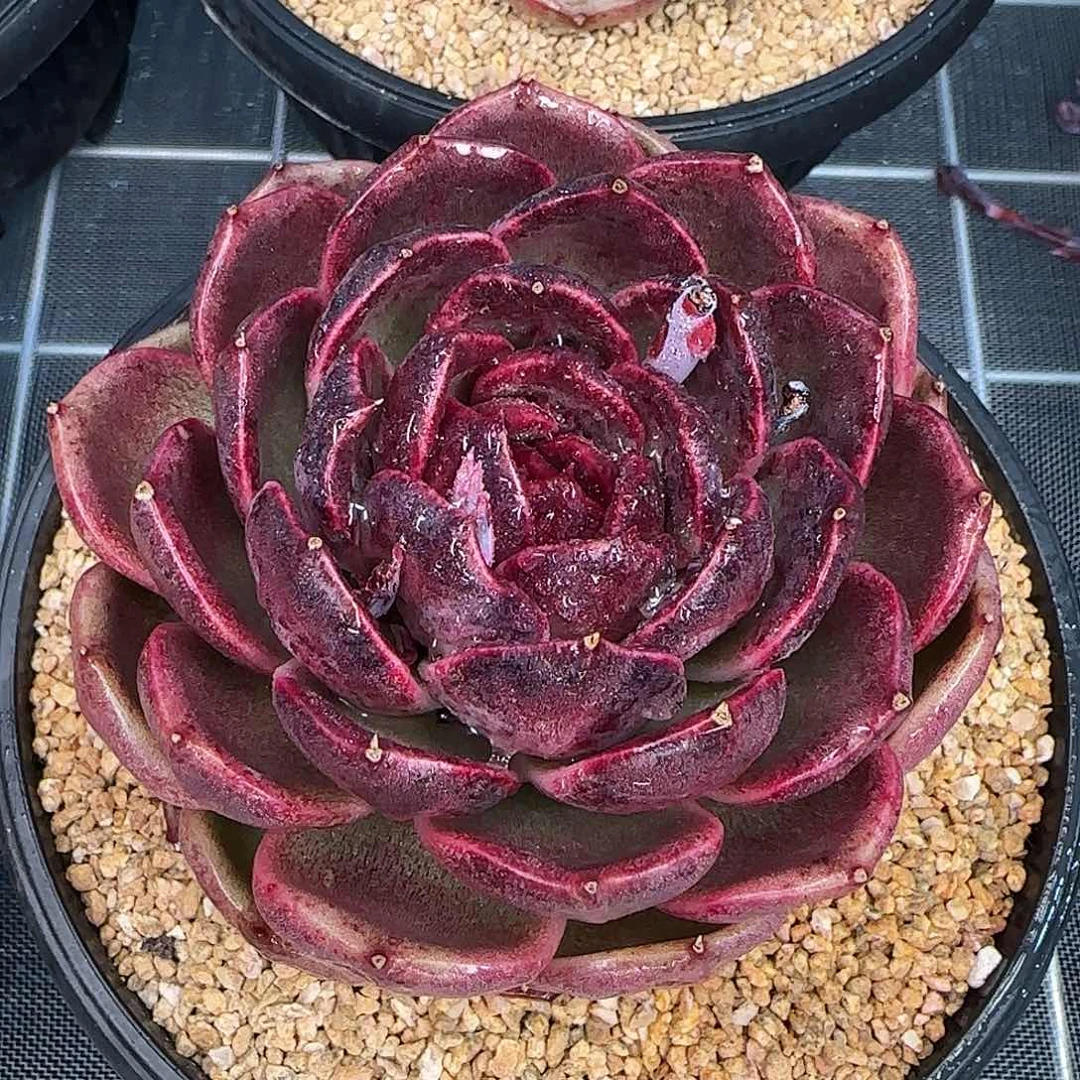 从前慢花园精选黑水晶玫瑰