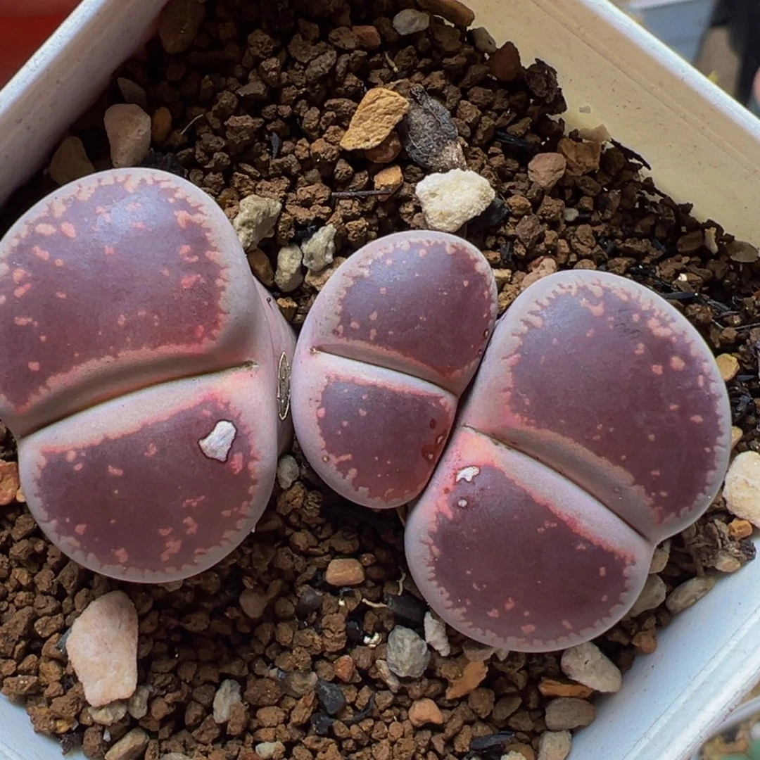 Ko群多肉百科植物5