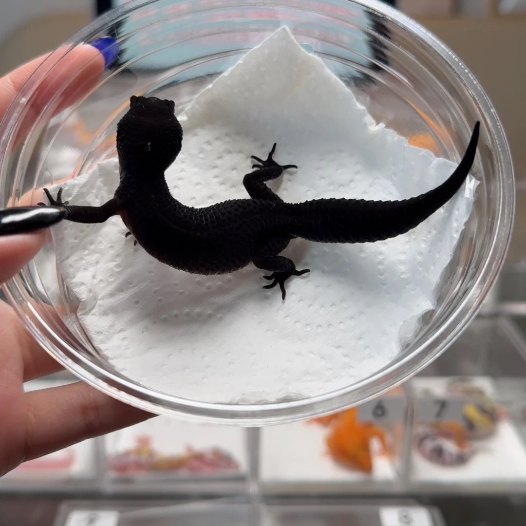 豹纹守宫s级黑夜母