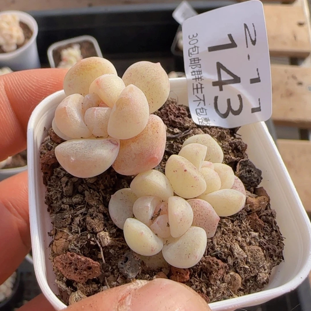 三头小脸冰玉一颗脱土发货