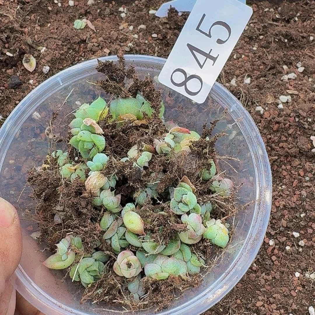 晚*?多肉植物多肉植物845