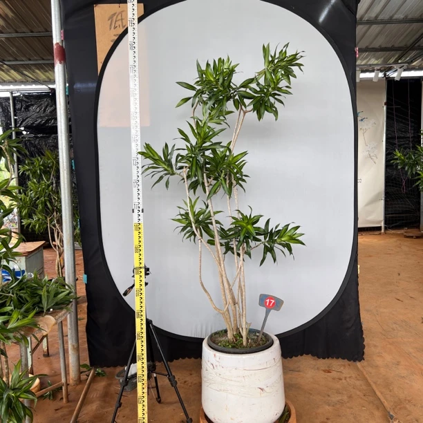 百合竹盆栽室内客厅绿植老桩造型北欧风好养大型植物