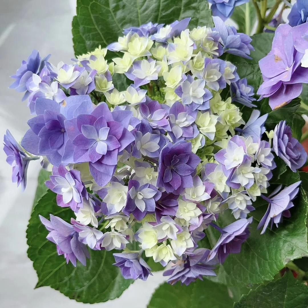 羽翼紫色 150盆绣球花盆栽庭院阳台新手易养护喜水植物