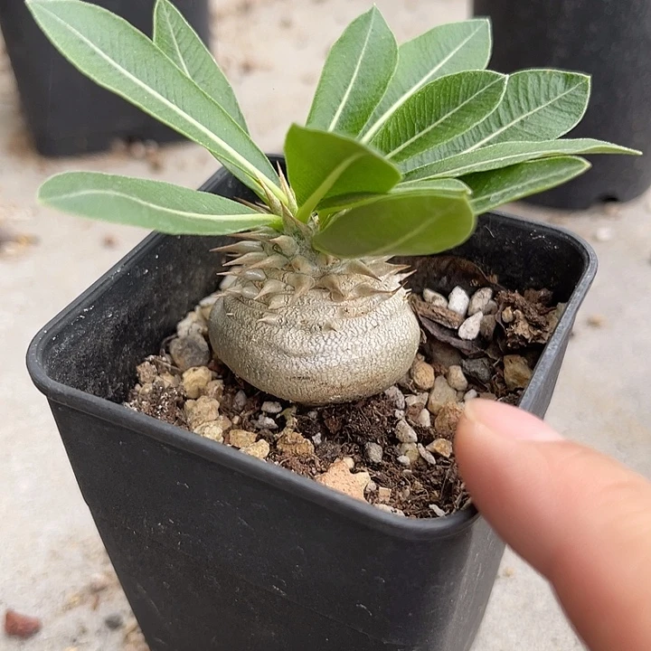 无花朵实生象牙玉块根