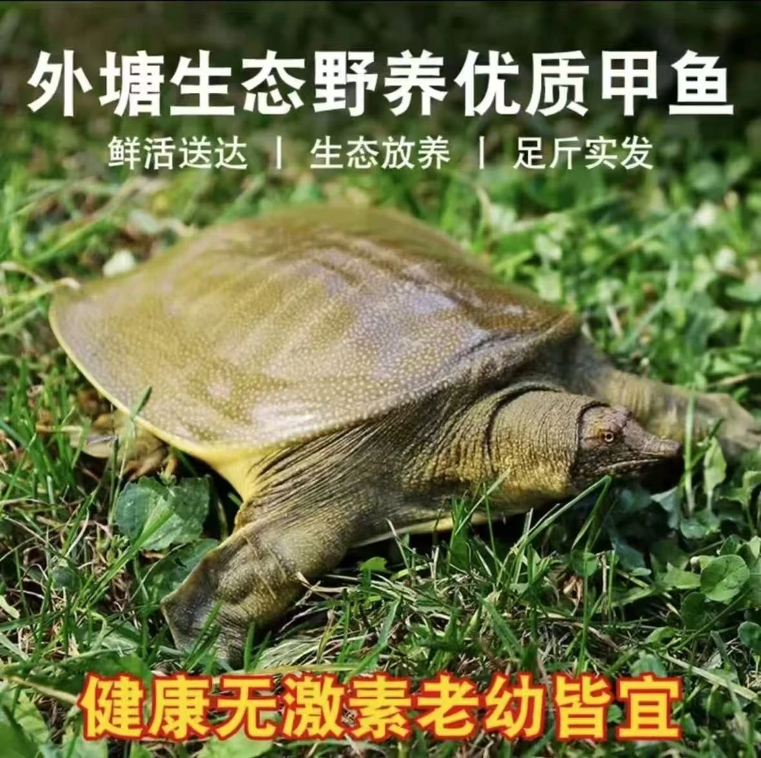 湖南汉寿河州甲鱼之乡原生态放养外塘团鱼