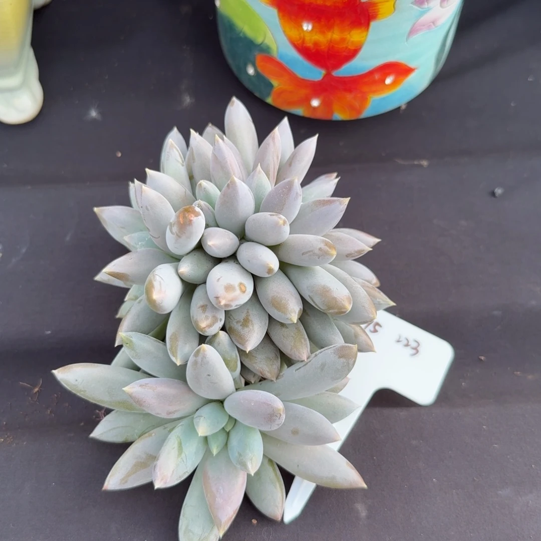 一物一拍11-15彩体哥特胸花缀223