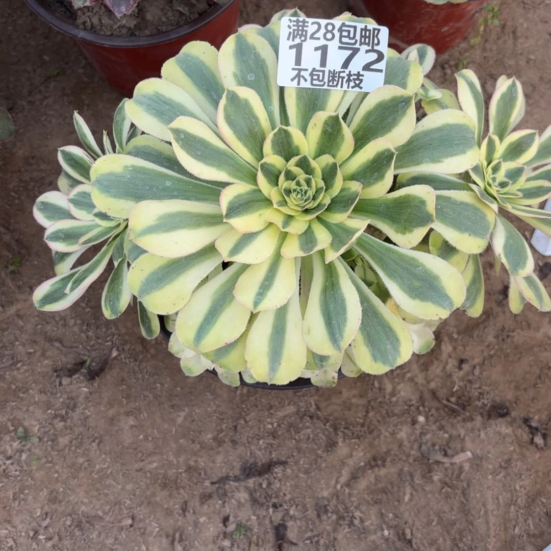 M. 1172保时捷多肉12223