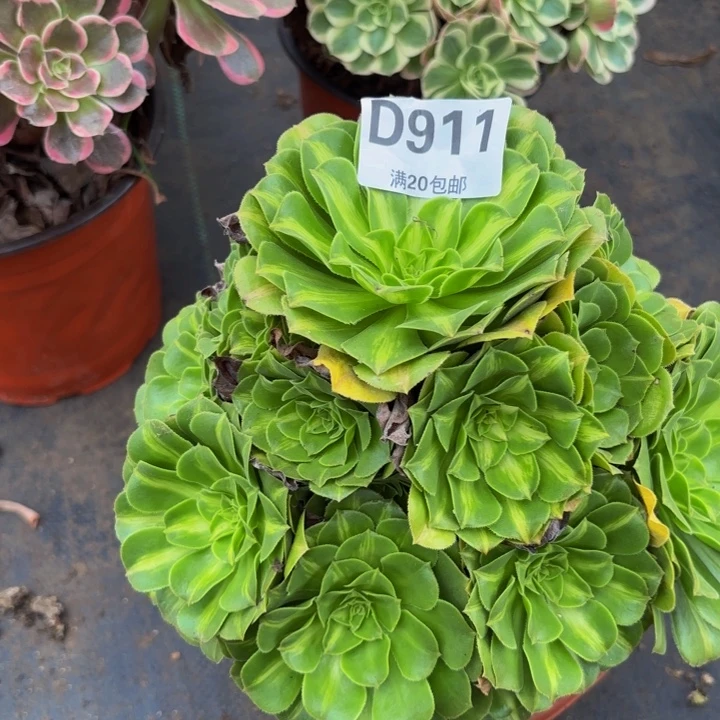 瑞妈多肉植物，911翡翠琉璃
