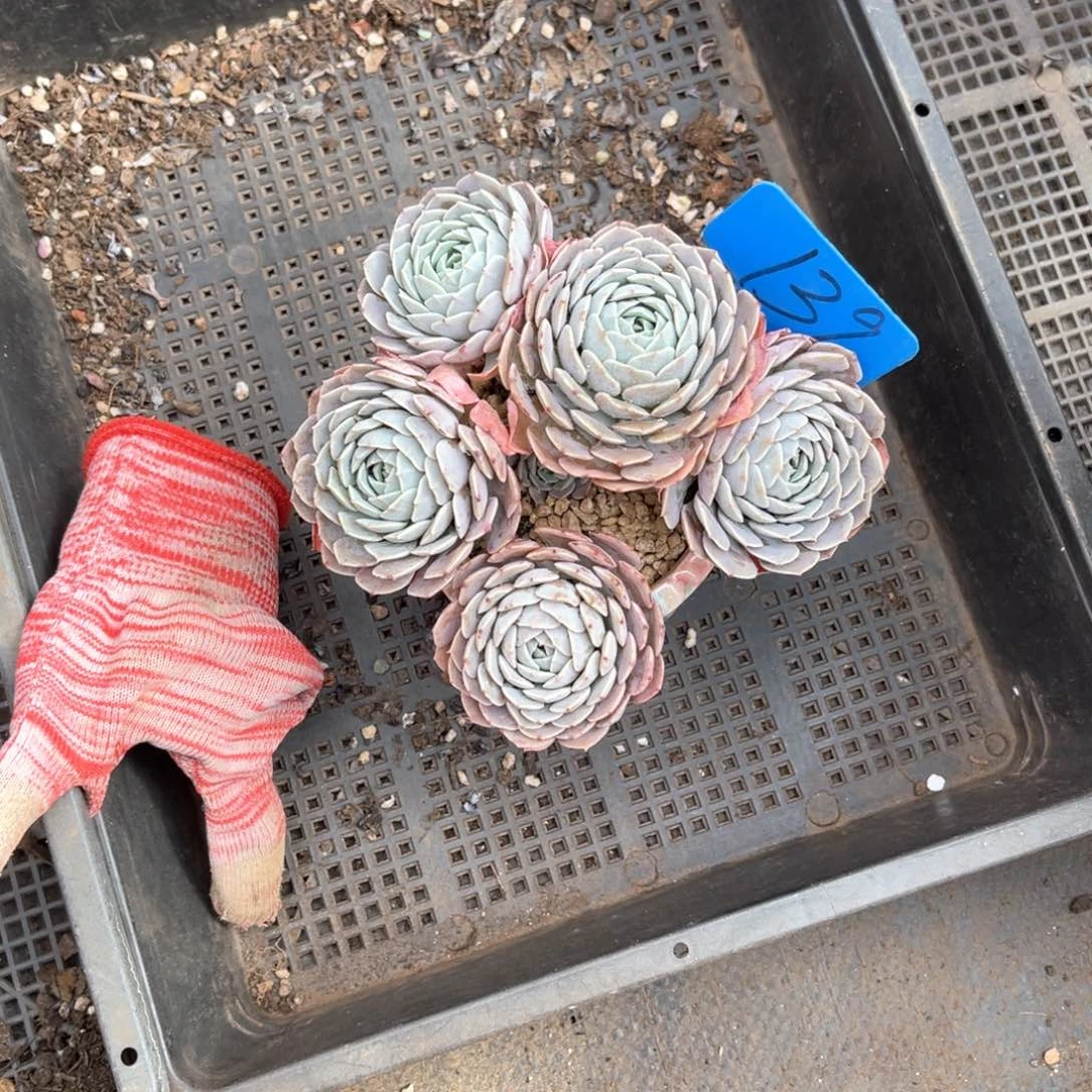 我**鱼139天赐多肉植物