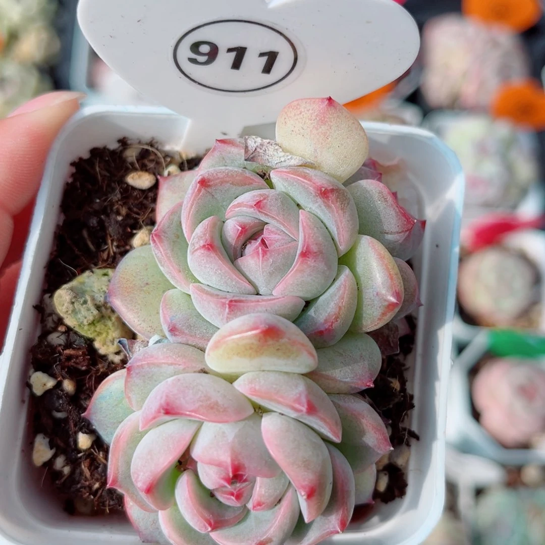 风靡园艺凝绡珍妮群