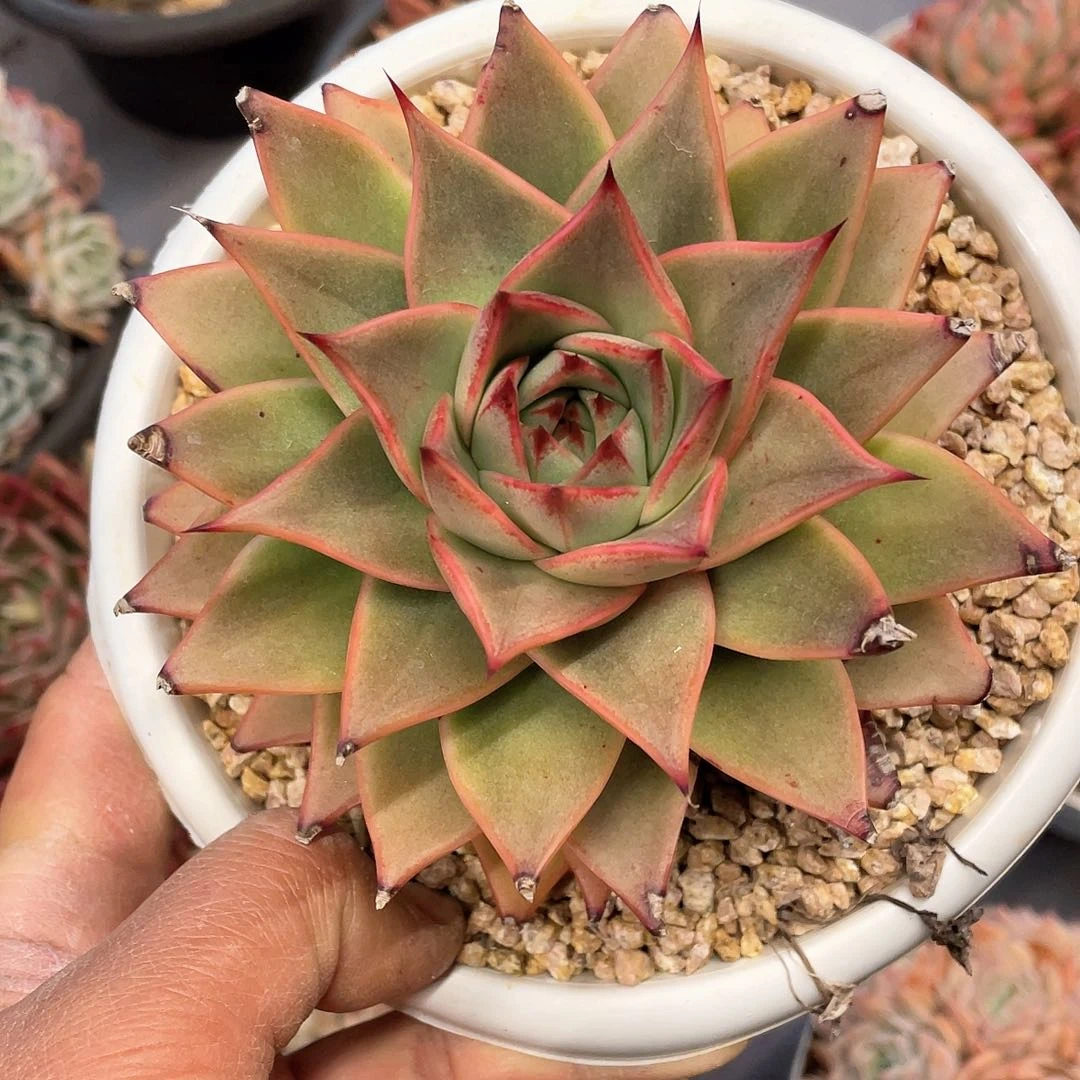 珍**多肉植物一物一拍