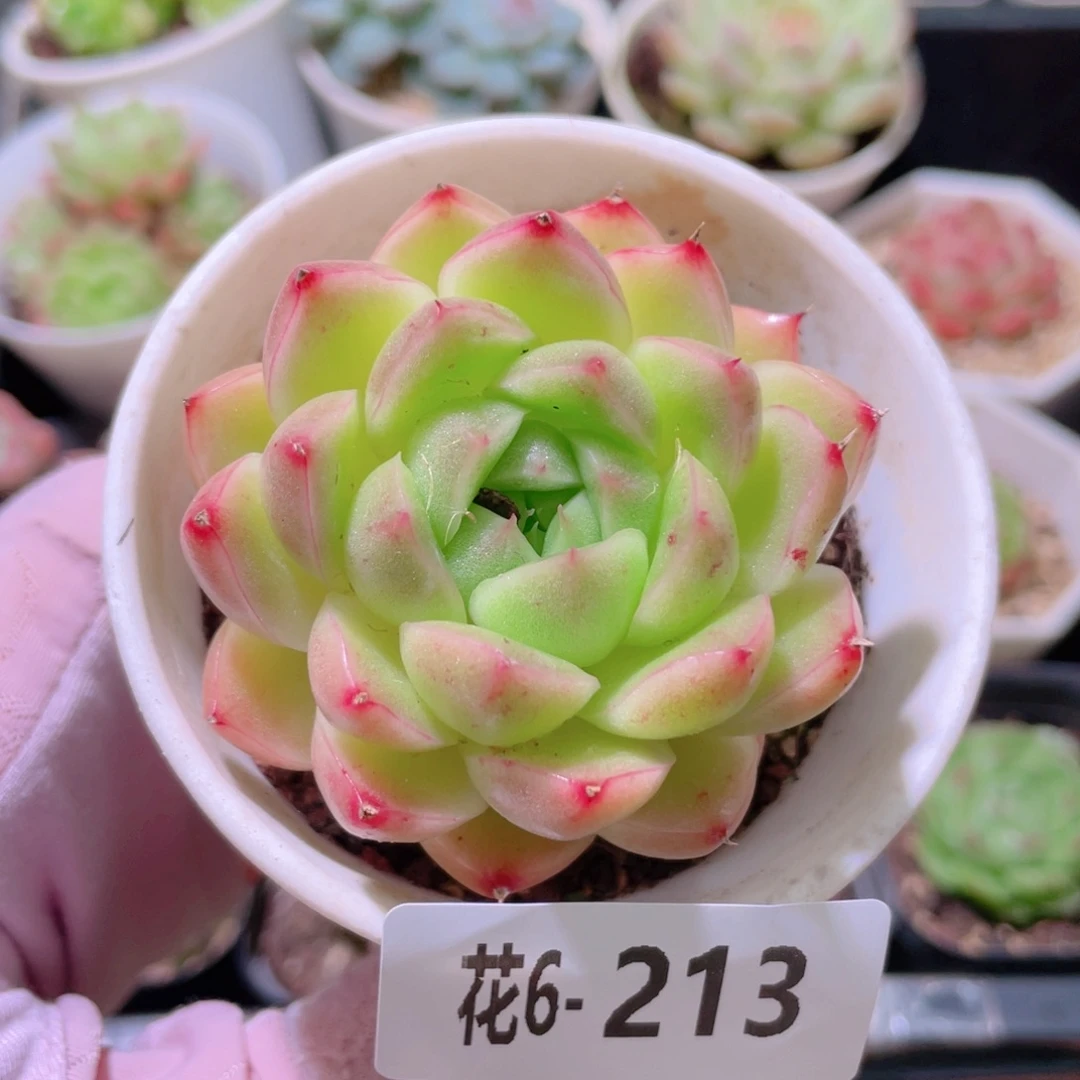 花利美6-213麦秆单头