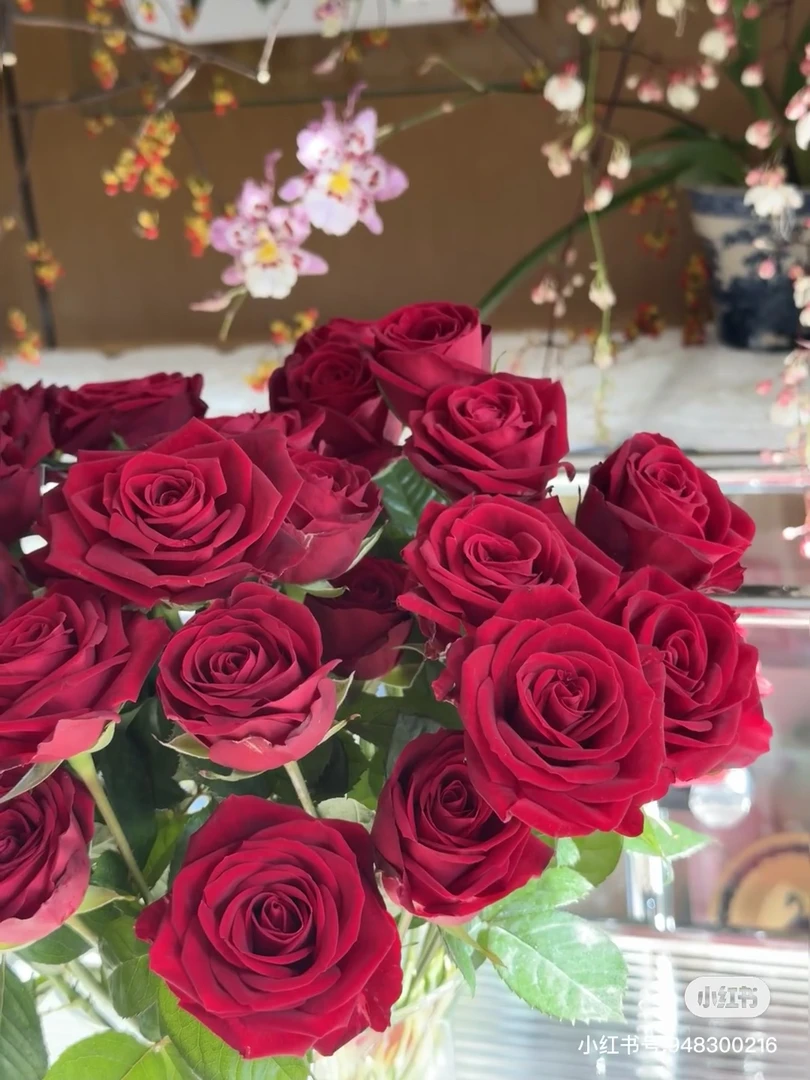 【俏夕阳】恋爱 任三单顺丰空运包邮鲜切花10支装%20不售后
